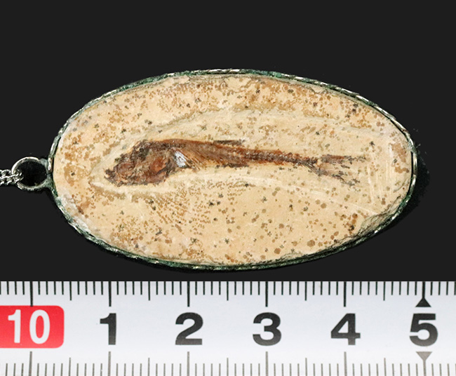 約１億年前の古代魚、ダスティルベ（Dastilbe）のペンダントトップ（シルバーチェーン、高級ジュエリーケース付き）（その5）