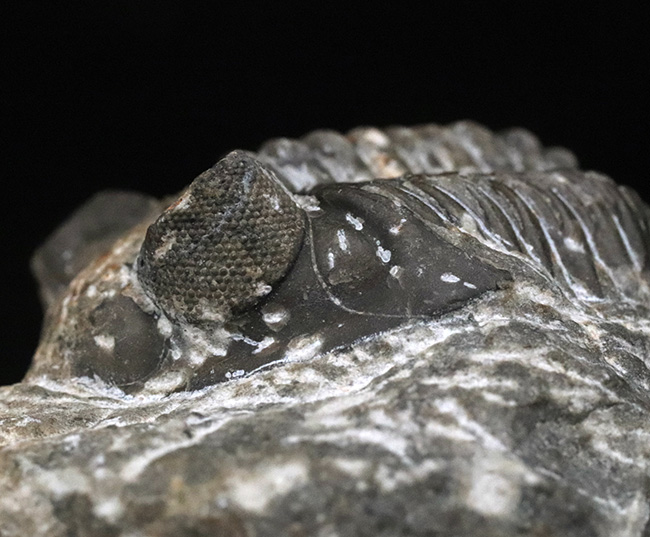 立派な複眼と幅広の体躯を持つ、デボン紀の三葉虫、アステロピゲ(Asteropyge)の上質化石(その1)