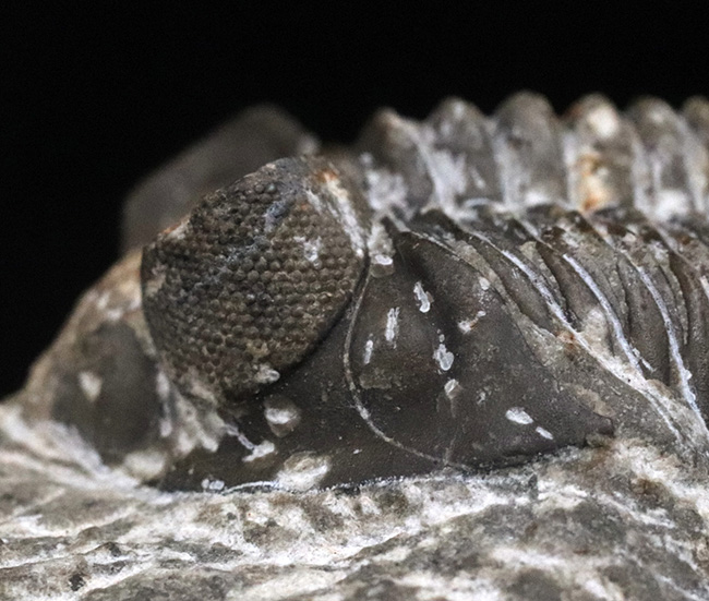 立派な複眼と幅広の体躯を持つ、デボン紀の三葉虫、アステロピゲ(Asteropyge)の上質化石(その10)