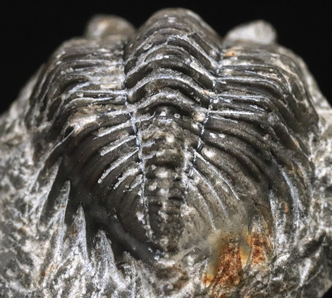 立派な複眼と幅広の体躯を持つ、デボン紀の三葉虫、アステロピゲ(Asteropyge)の上質化石(その5)