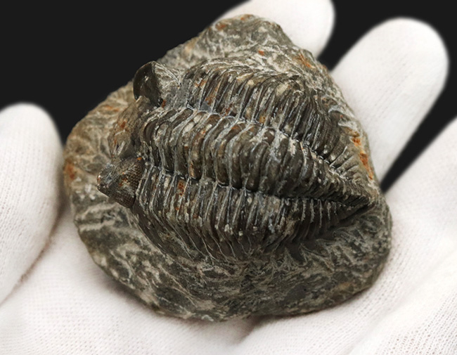 立派な複眼と幅広の体躯を持つ、デボン紀の三葉虫、アステロピゲ(Asteropyge)の上質化石(その6)