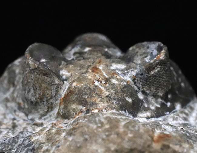 立派な複眼と幅広の体躯を持つ、デボン紀の三葉虫、アステロピゲ(Asteropyge)の上質化石(その7)