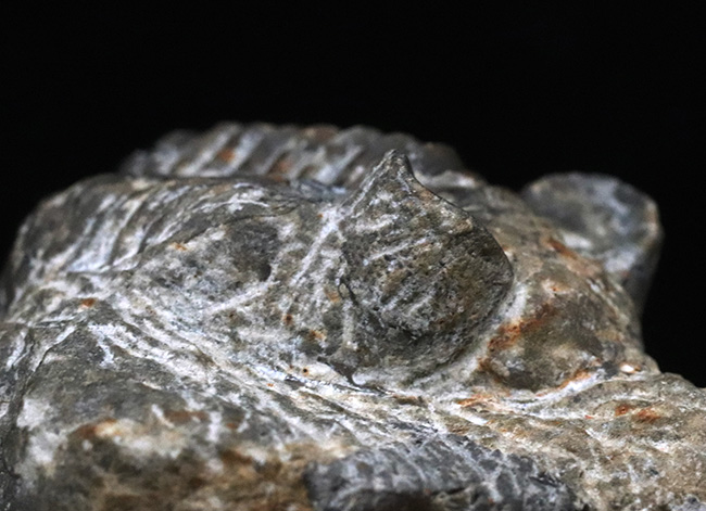立派な複眼と幅広の体躯を持つ、デボン紀の三葉虫、アステロピゲ(Asteropyge)の上質化石(その8)
