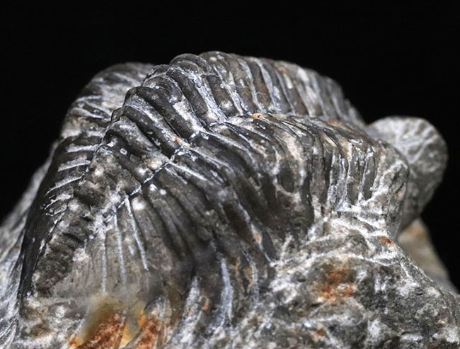 立派な複眼と幅広の体躯を持つ、デボン紀の三葉虫、アステロピゲ(Asteropyge)の上質化石(その9)