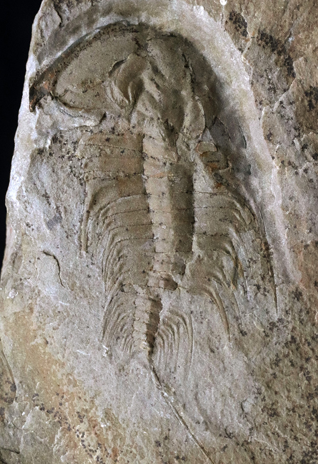 ヘビーコレクター必見！最古の三葉虫の一つ、カンブリア紀に棲息していたオレネルス・ギルバーティ（Olenellus gilberti）の化石（その1）