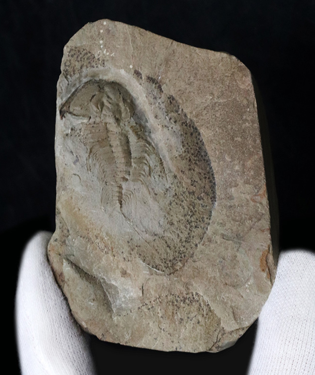 ヘビーコレクター必見！最古の三葉虫の一つ、カンブリア紀に棲息していたオレネルス・ギルバーティ（Olenellus gilberti）の化石（その2）