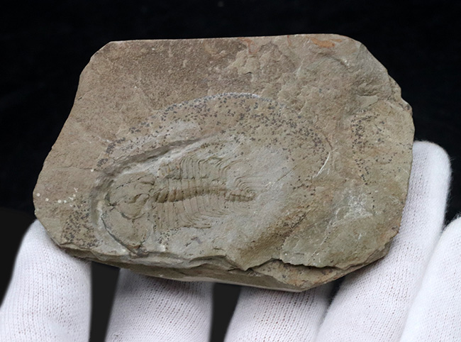 ヘビーコレクター必見！最古の三葉虫の一つ、カンブリア紀に棲息していたオレネルス・ギルバーティ（Olenellus gilberti）の化石（その3）