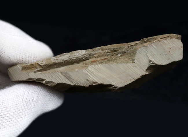 ヘビーコレクター必見！最古の三葉虫の一つ、カンブリア紀に棲息していたオレネルス・ギルバーティ（Olenellus gilberti）の化石（その5）