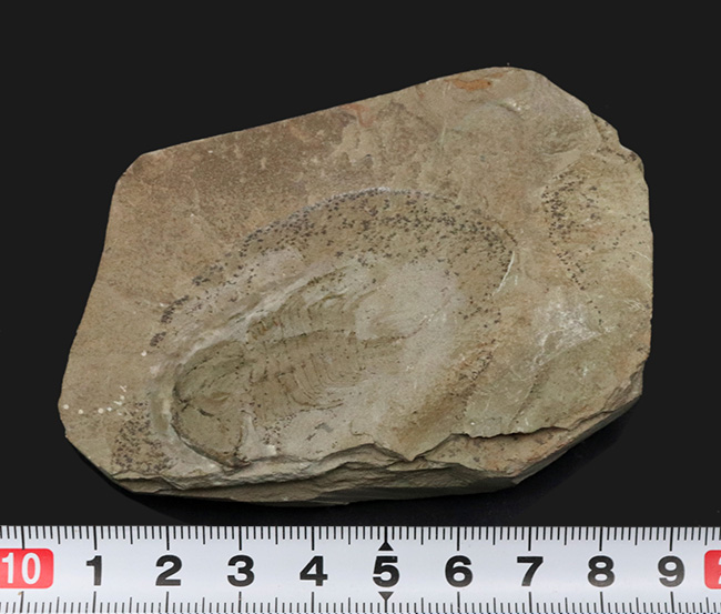 ヘビーコレクター必見！最古の三葉虫の一つ、カンブリア紀に棲息していたオレネルス・ギルバーティ（Olenellus gilberti）の化石（その6）