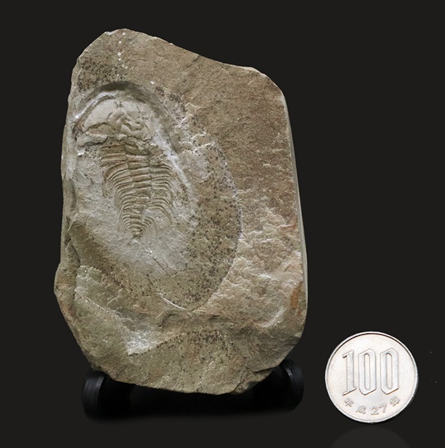 ヘビーコレクター必見！最古の三葉虫の一つ、カンブリア紀に棲息していたオレネルス・ギルバーティ（Olenellus gilberti）の化石（その7）
