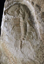 ヘビーコレクター必見！最古の三葉虫の一つ、カンブリア紀に棲息していたオレネルス・ギルバーティ（Olenellus gilberti）の化石