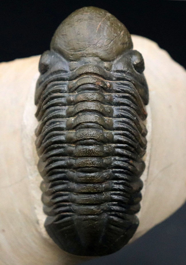 大きな頭鞍部で人気のモロッコ産の三葉虫、リードプス（Reedops cephalotes）の上質化石（その1）