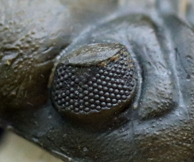 大きな頭鞍部で人気のモロッコ産の三葉虫、リードプス（Reedops cephalotes）の上質化石（その10）