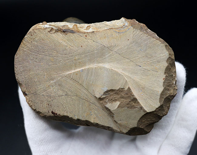 大きな頭鞍部で人気のモロッコ産の三葉虫、リードプス（Reedops cephalotes）の上質化石（その11）