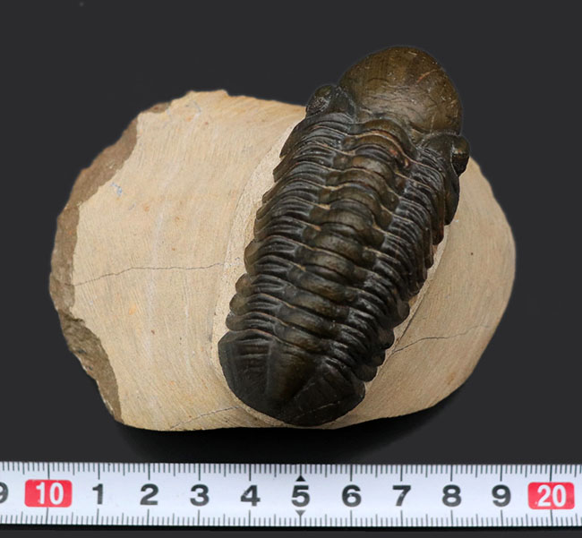 大きな頭鞍部で人気のモロッコ産の三葉虫、リードプス（Reedops cephalotes）の上質化石（その12）