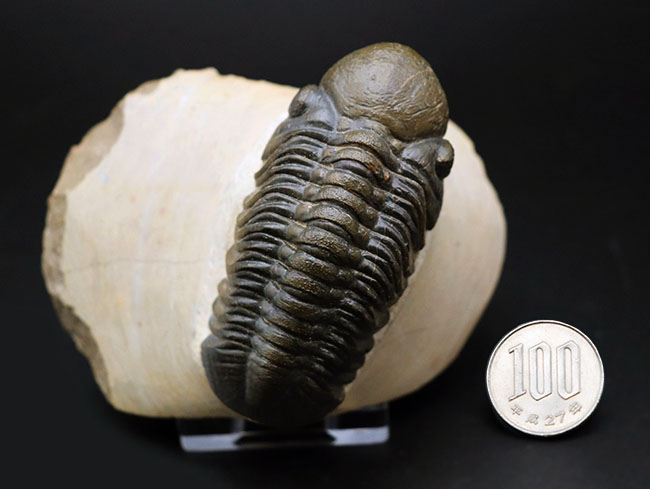 大きな頭鞍部で人気のモロッコ産の三葉虫、リードプス（Reedops cephalotes）の上質化石（その13）