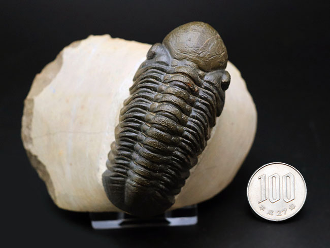 大きな頭鞍部で人気のモロッコ産の三葉虫、リードプス(Reedops cephalotes)の上質化石(その13)