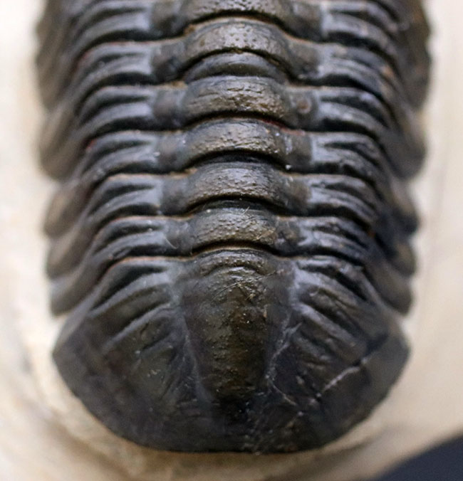 大きな頭鞍部で人気のモロッコ産の三葉虫、リードプス(Reedops cephalotes)の上質化石(その4)