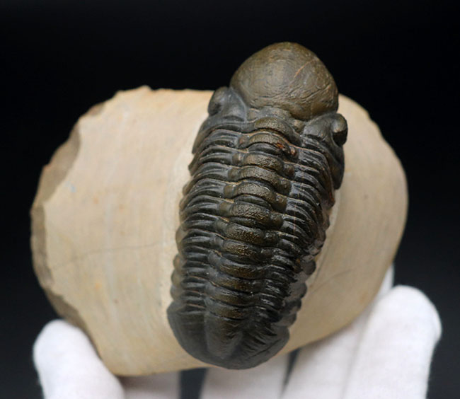 大きな頭鞍部で人気のモロッコ産の三葉虫、リードプス（Reedops cephalotes）の上質化石（その5）