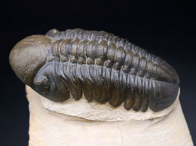 大きな頭鞍部で人気のモロッコ産の三葉虫、リードプス(Reedops cephalotes)の上質化石(その6)