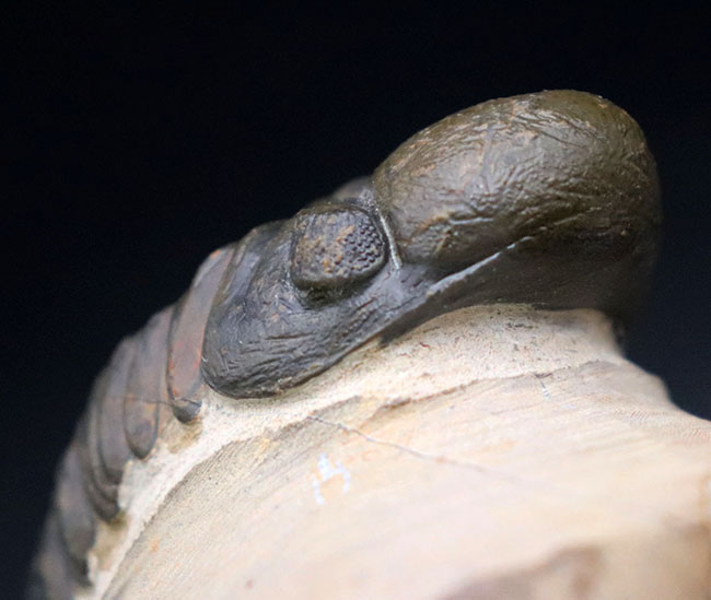 大きな頭鞍部で人気のモロッコ産の三葉虫、リードプス（Reedops cephalotes）の上質化石（その7）