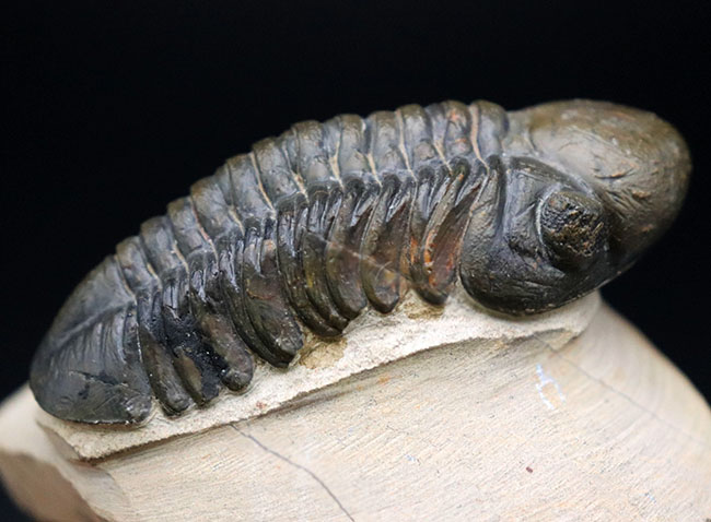 大きな頭鞍部で人気のモロッコ産の三葉虫、リードプス（Reedops cephalotes）の上質化石（その8）