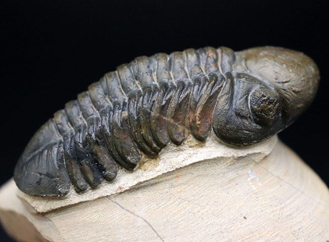 大きな頭鞍部で人気のモロッコ産の三葉虫、リードプス(Reedops cephalotes)の上質化石(その8)