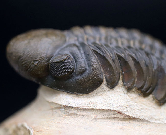 大きな頭鞍部で人気のモロッコ産の三葉虫、リードプス（Reedops cephalotes）の上質化石（その9）