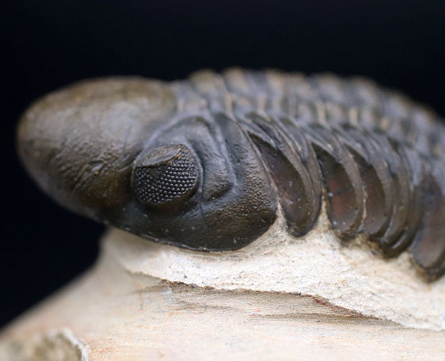 大きな頭鞍部で人気のモロッコ産の三葉虫、リードプス(Reedops cephalotes)の上質化石(その9)