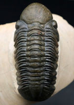 大きな頭鞍部で人気のモロッコ産の三葉虫、リードプス（Reedops cephalotes）の上質化石
