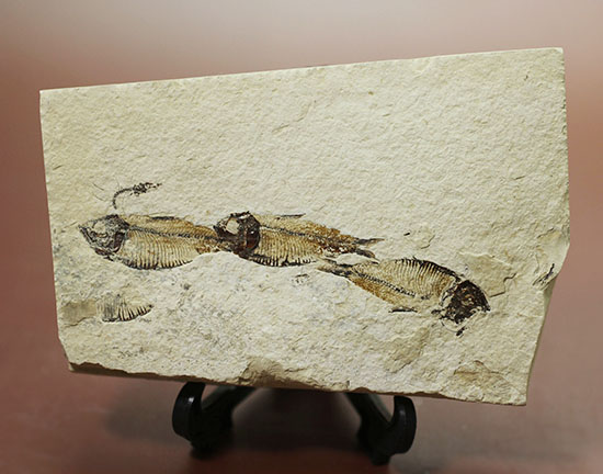 三匹並んだ姿が面白い！ニシン科魚化石ゴシウティクティス（Gosiutichthys parvus）の群集標本（その1）
