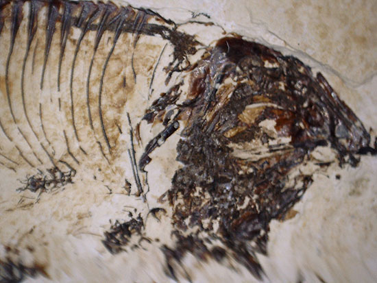 三匹並んだ姿が面白い!ニシン科魚化石ゴシウティクティス(Gosiutichthys parvus)の群集標本(その10)