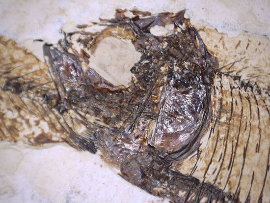 三匹並んだ姿が面白い！ニシン科魚化石ゴシウティクティス（Gosiutichthys parvus）の群集標本（その12）