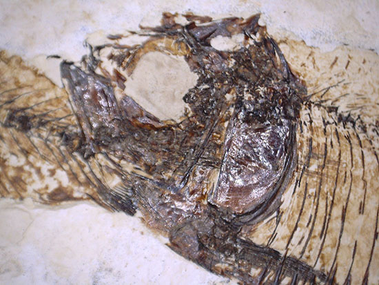 三匹並んだ姿が面白い!ニシン科魚化石ゴシウティクティス(Gosiutichthys parvus)の群集標本(その12)