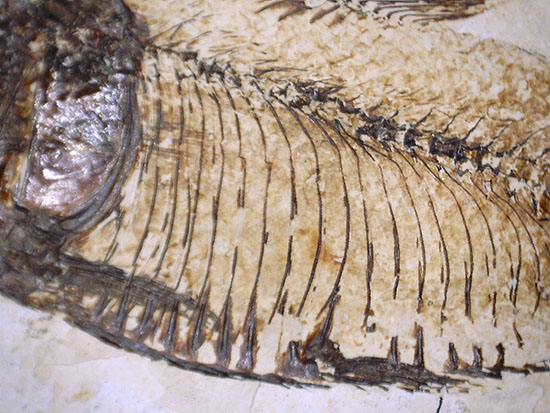 三匹並んだ姿が面白い!ニシン科魚化石ゴシウティクティス(Gosiutichthys parvus)の群集標本(その13)