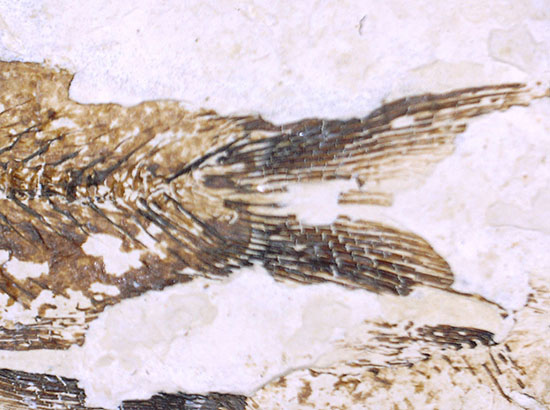三匹並んだ姿が面白い！ニシン科魚化石ゴシウティクティス（Gosiutichthys parvus）の群集標本（その14）