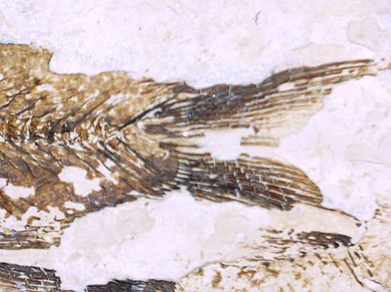 三匹並んだ姿が面白い!ニシン科魚化石ゴシウティクティス(Gosiutichthys parvus)の群集標本(その14)