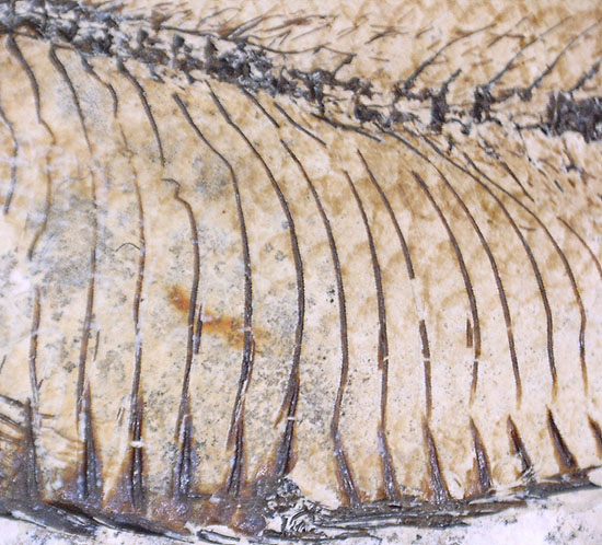 三匹並んだ姿が面白い！ニシン科魚化石ゴシウティクティス（Gosiutichthys parvus）の群集標本（その15）