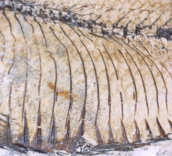 三匹並んだ姿が面白い!ニシン科魚化石ゴシウティクティス(Gosiutichthys parvus)の群集標本(その15)