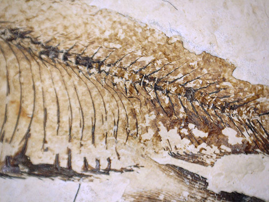 三匹並んだ姿が面白い！ニシン科魚化石ゴシウティクティス（Gosiutichthys parvus）の群集標本（その16）
