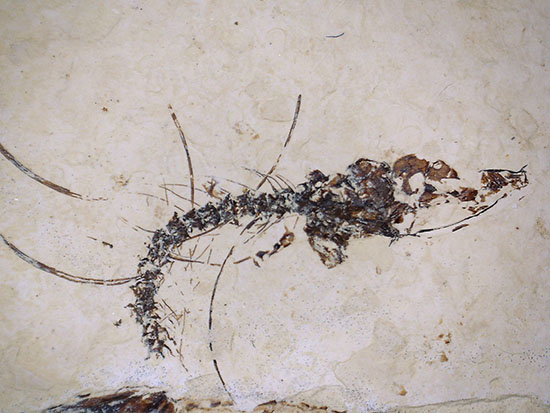 三匹並んだ姿が面白い！ニシン科魚化石ゴシウティクティス（Gosiutichthys parvus）の群集標本（その17）