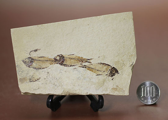 三匹並んだ姿が面白い!ニシン科魚化石ゴシウティクティス(Gosiutichthys parvus)の群集標本(その18)