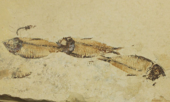 三匹並んだ姿が面白い！ニシン科魚化石ゴシウティクティス（Gosiutichthys parvus）の群集標本（その2）