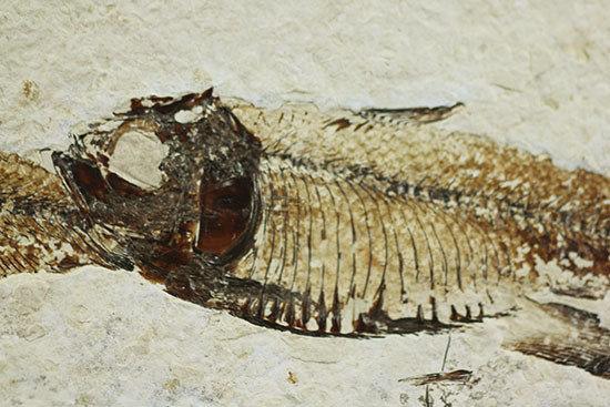 三匹並んだ姿が面白い！ニシン科魚化石ゴシウティクティス（Gosiutichthys parvus）の群集標本 化石 販売