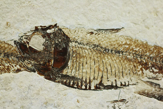 三匹並んだ姿が面白い!ニシン科魚化石ゴシウティクティス(Gosiutichthys parvus)の群集標本(その3)