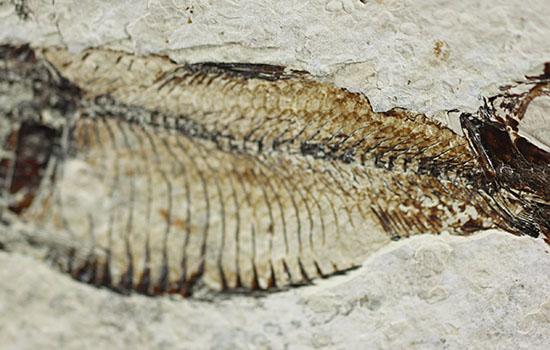 三匹並んだ姿が面白い!ニシン科魚化石ゴシウティクティス(Gosiutichthys parvus)の群集標本(その4)