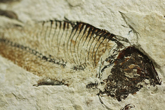 三匹並んだ姿が面白い！ニシン科魚化石ゴシウティクティス（Gosiutichthys parvus）の群集標本（その5）