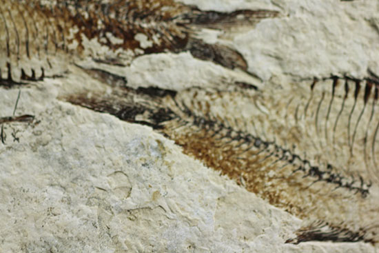 三匹並んだ姿が面白い!ニシン科魚化石ゴシウティクティス(Gosiutichthys parvus)の群集標本(その6)