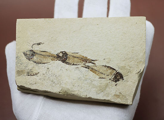 三匹並んだ姿が面白い!ニシン科魚化石ゴシウティクティス(Gosiutichthys parvus)の群集標本(その7)