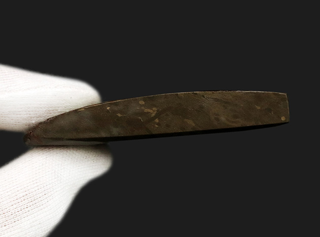宝石アンモライト（Ammolite）、鮮やかなグリーン、ドラゴンスキン、大型標本と、三拍子揃ったコレクティブアイテム（その8）